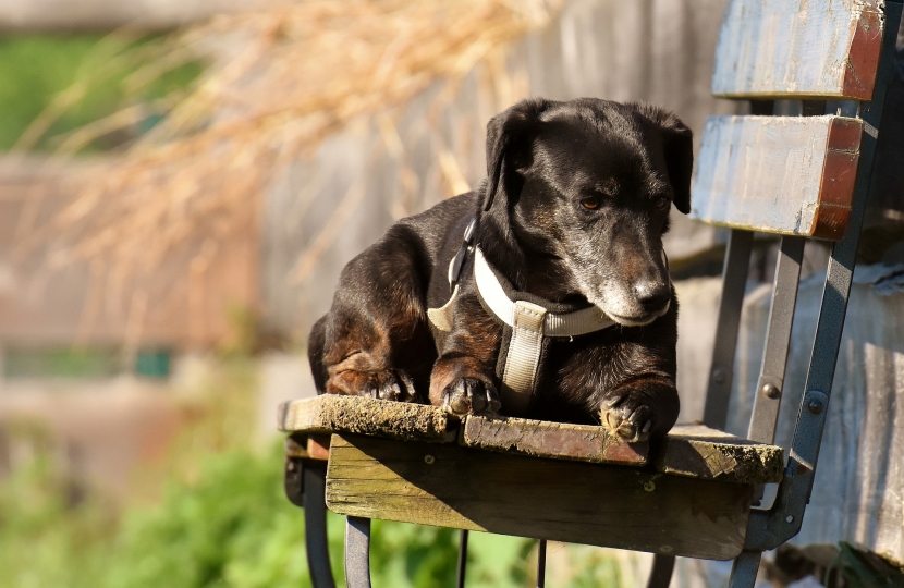 dog on bench 